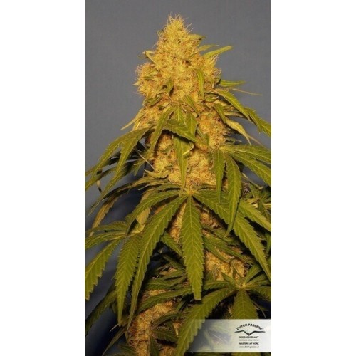 CBD Skunk Haze - Dutch Passion femminizzati Dutch Passion €27,00