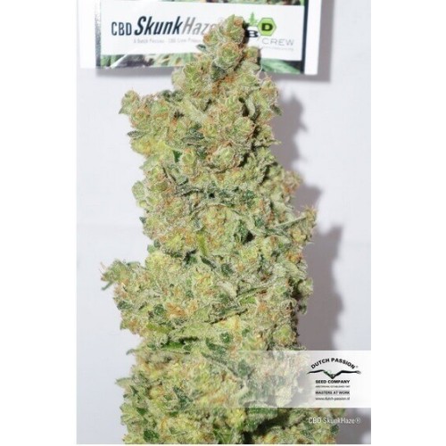 CBD Skunk Haze - Dutch Passion femminizzati Dutch Passion €27,00