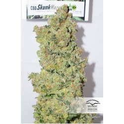 CBD Skunk Haze - Dutch Passion femminizzati Dutch Passion €27,00