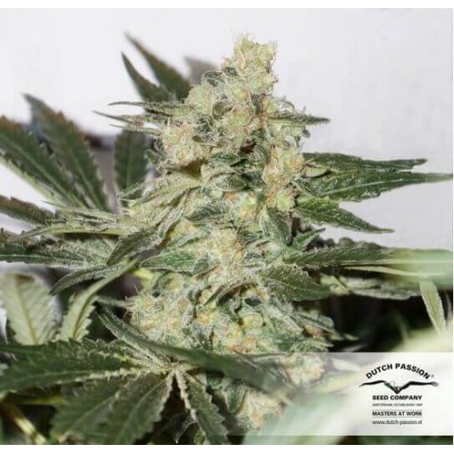 CBD Skunk Haze - Dutch Passion femminizzati Dutch Passion €27,00