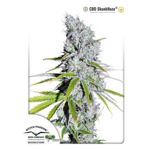 CBD Skunk Haze - Dutch Passion femminizzati Dutch Passion €27,00