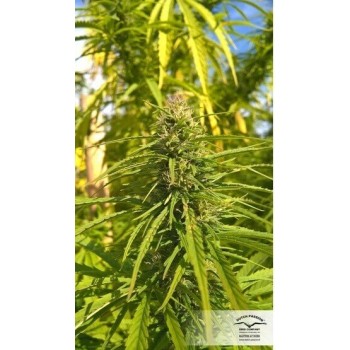 ComPassion - Dutch Passion femminizzati Dutch Passion €26,00 2