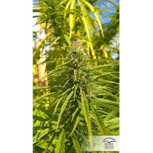 ComPassion - Dutch Passion femminizzati Dutch Passion €26,00