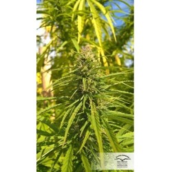 ComPassion - Dutch Passion femminizzati Dutch Passion €26,00