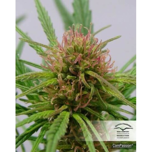 ComPassion - Dutch Passion femminizzati Dutch Passion €26,00