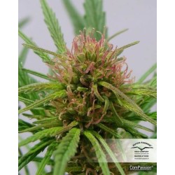 ComPassion - Dutch Passion femminizzati Dutch Passion €26,00