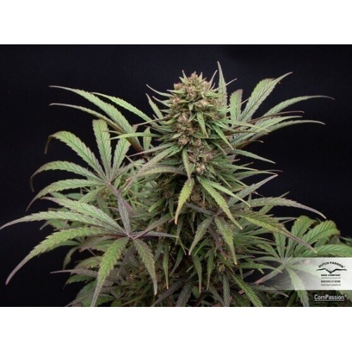 ComPassion - Dutch Passion femminizzati Dutch Passion €26,00