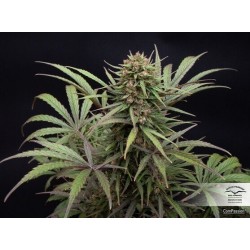 ComPassion - Dutch Passion femminizzati Dutch Passion €26,00