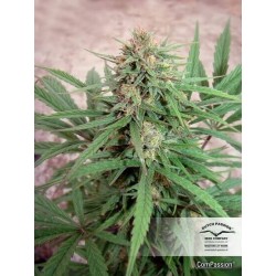 ComPassion - Dutch Passion femminizzati Dutch Passion €26,00