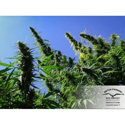 Desfrán - Dutch Passion femminizzati Dutch Passion €29,00