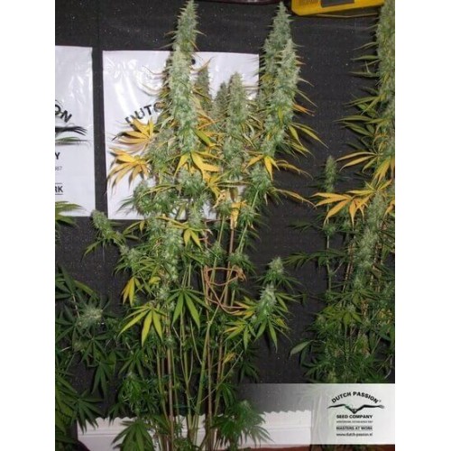 Desfrán - Dutch Passion femminizzati Dutch Passion €29,00