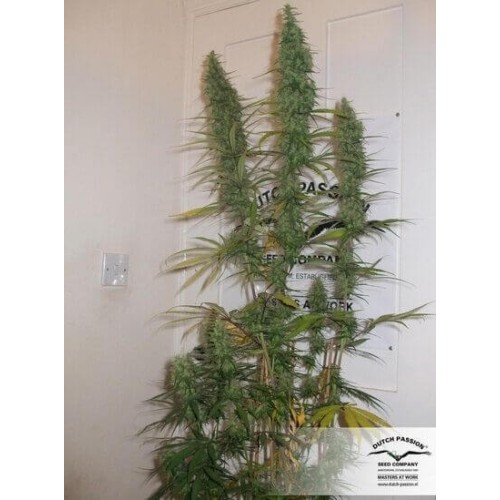 Desfrán - Dutch Passion femminizzati Dutch Passion €29,00