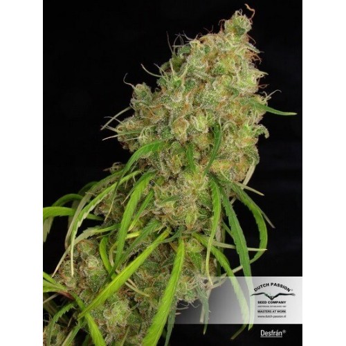 Desfrán - Dutch Passion femminizzati Dutch Passion €29,00