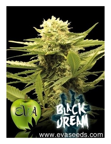 Black Dream - Eva Seeds femminizzati Eva Seeds €23,00