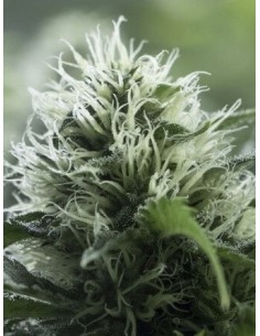 Black Dream - Eva Seeds femminizzati Eva Seeds €23,00 2