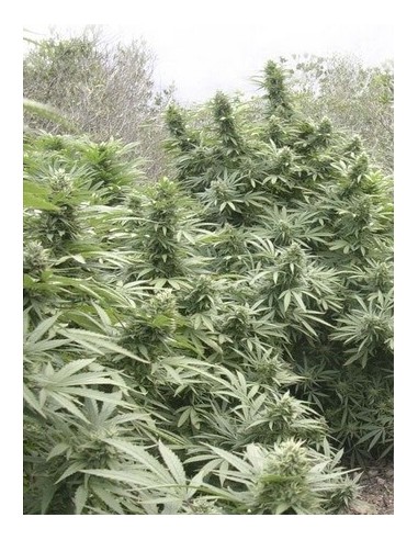 Black Dream - Eva Seeds femminizzati Eva Seeds €23,00