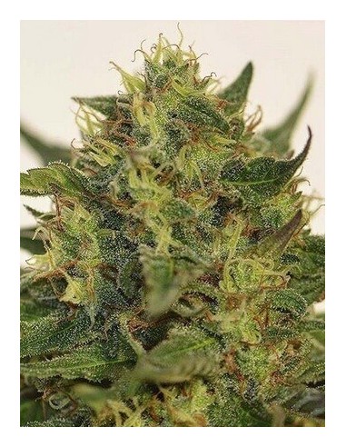 Black Dream - Eva Seeds femminizzati Eva Seeds €23,00