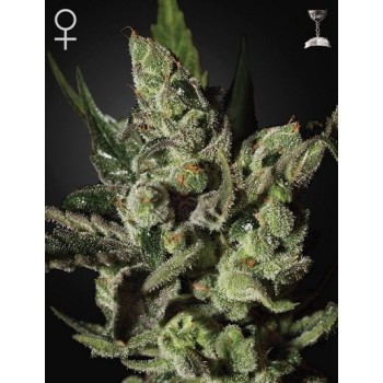 Exodus Cheese - GreenHouse Seeds femminizzati GreenHouse Seeds €17,50