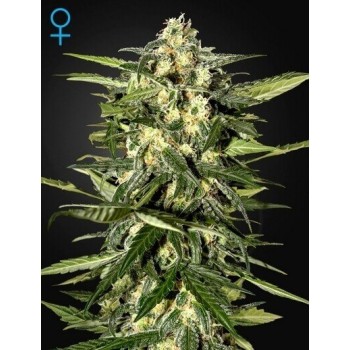 Jack Herer Auto - GreenHouse Seeds femminizzati GreenHouse Seeds €32,00