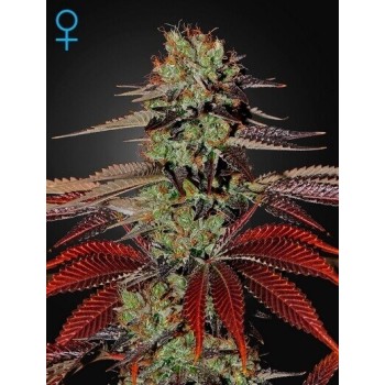 King's Kush Auto - GreenHouse Seeds femminizzati GreenHouse Seeds €32,00