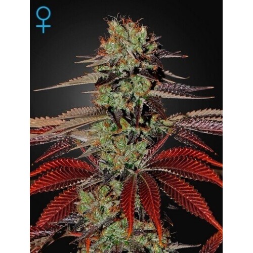 King's Kush Auto - GreenHouse Seeds femminizzati GreenHouse Seeds €32,00