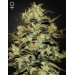 Moby Dick - GreenHouse Seeds femminizzati GreenHouse Seeds €25,00