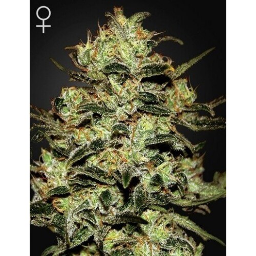 Moby Dick - GreenHouse Seeds femminizzati GreenHouse Seeds €25,00