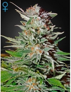 Super Lemon Haze Auto - GreenHouse Seeds femminizzati GreenHouse Seeds €42,00