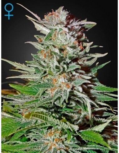 Super Lemon Haze Auto - GreenHouse Seeds femminizzati GreenHouse Seeds €42,00