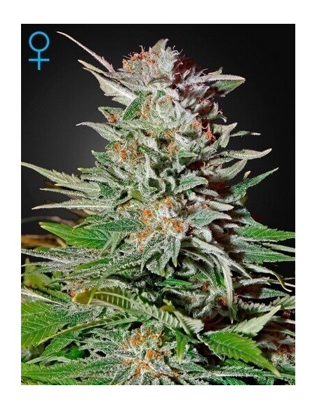 Super Lemon Haze Auto - GreenHouse Seeds femminizzati GreenHouse Seeds €42,00 Super Lemon Haze Auto - GreenHouse Seeds femminizzati GreenHouse Seeds €42,00