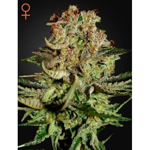 Super Bud - GreenHouse Seeds femminizzati GreenHouse Seeds €25,00