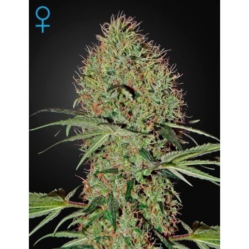 Super Bud Auto - GreenHouse Seeds femminizzati GreenHouse Seeds €25,00