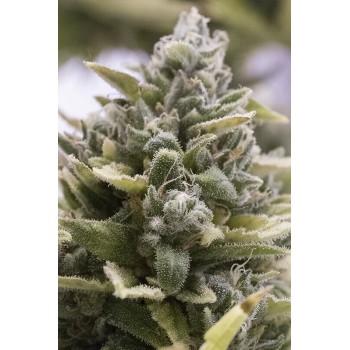 OG Kush Auto - Humboldt Seed Organization femminizzati Humboldt Seed Organization €33,50