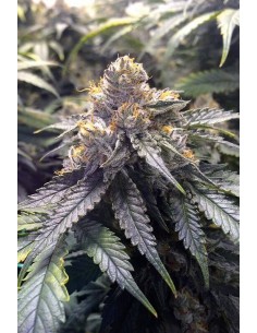 Bubba's Gift - Humboldt Seed Organization femminizzati Humboldt Seed Organization €27,00