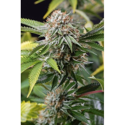 Mango Sapphire - Humboldt Seed Organization femminizzati Humboldt Seed Organization €30,00