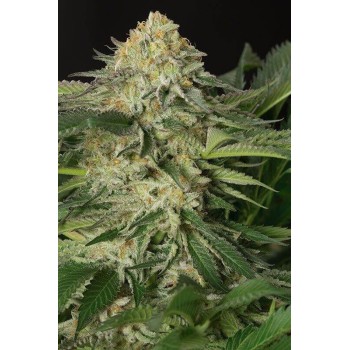 Lemon Garlic OG - Humboldt Seed Organization femminizzati Humboldt Seed Organization €30,00