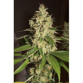 Raspeberry Diesel - Humboldt Seed Organization femminizzati Humboldt Seed Organization €24,00