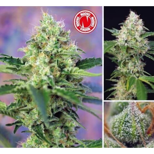 Crystal Candy - Sweet Seeds femminizzati Sweet Seeds €22,00
