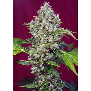 San Fernando Lemon Kush - Sweet Seeds femminizzati Sweet Seeds €32,90