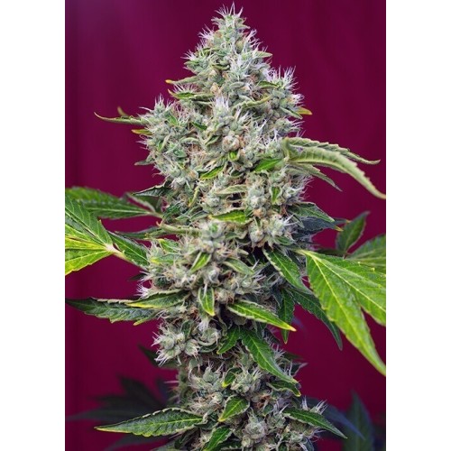 San Fernando Lemon Kush - Sweet Seeds femminizzati Sweet Seeds €32,90