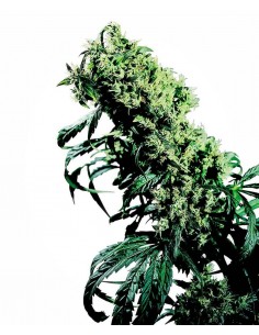 Northern Lights 5 X Haze - Sensi Seeds femminizzati Sensi Seeds €62,00