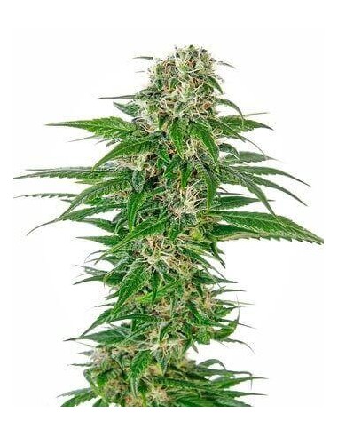 Early Skunk Automatic - Sensi Seeds femminizzati Sensi Seeds €22,50