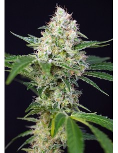 Crystal Candy Auto - Sweet Seeds femminizzati Sweet Seeds €26,90