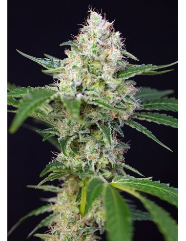 Crystal Candy Auto - Sweet Seeds femminizzati Sweet Seeds €23,90