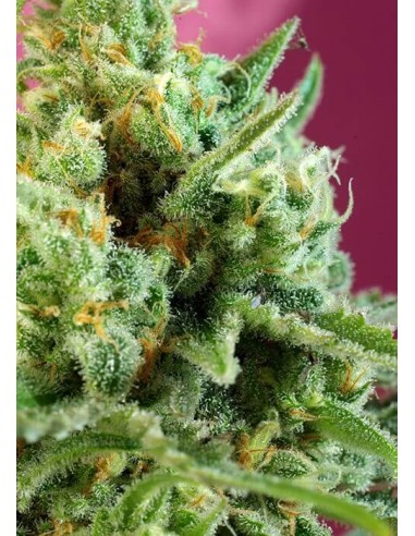 S.A.D. Sweet Afgani Delicious CBD - Sweet Seeds femminizzati Sweet Seeds €27,00