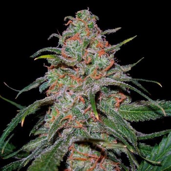 Lemon Skunk - DNA Genetics femminizzati DNA Genetics €25,00