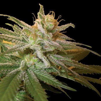 Kushberry - DNA Genetics femminizzati DNA Genetics €30,00