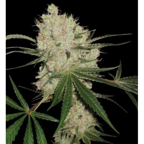 Cannalope Kush - DNA Genestics femminizzati DNA Genetics €35,00