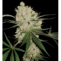 Cannalope Kush - DNA Genestics femminizzati DNA Genetics €35,00 Cannalope Kush - DNA Genestics femminizzati DNA Genetics €35,00