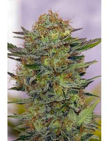 N.Y.C. Diesel - Soma Seed femminizzati Soma Seeds €37,50